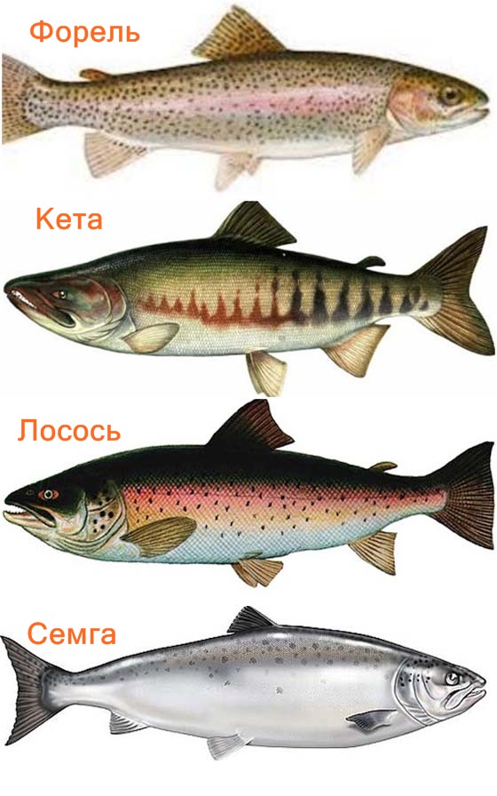 Виды Лососевых Рыб Фото И Названия